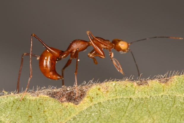 ant-mimicking dryinid wasp Calandria Trail Chamela Stn 19 Feb 2014 A