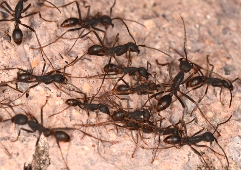 army ant Eciton bivouac forming outside kitchen door Chamela field station 11 Feb 2014