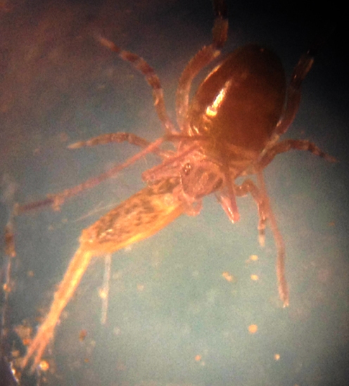 opilioacarid from Viveros eating dead springtail in dirty vial by W Maddison 27 Feb 2014